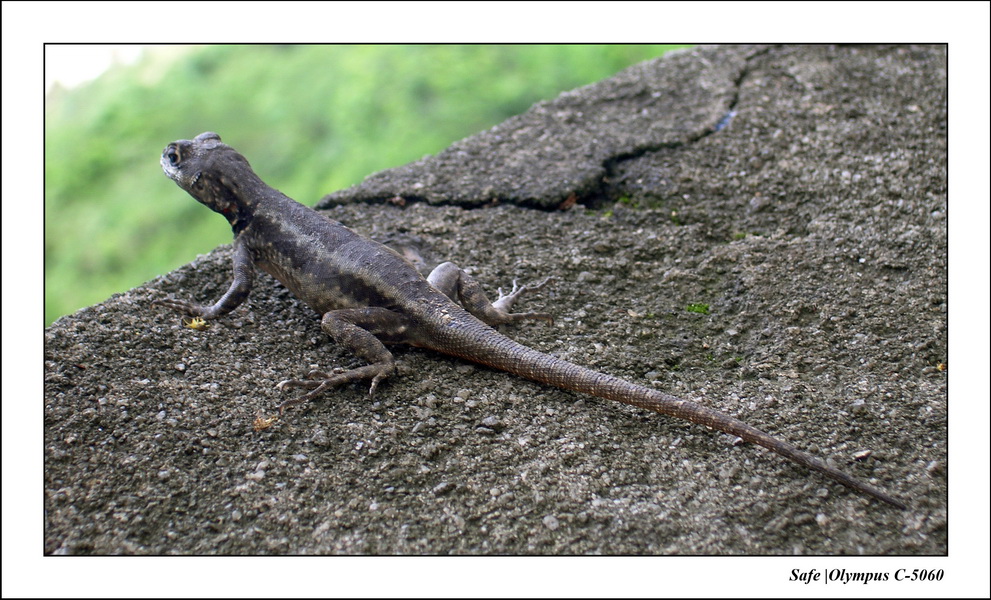 2005 - 11 - Rio - animaux 01.JPG